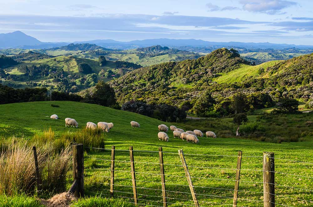New Zealand Countryside with Backroads