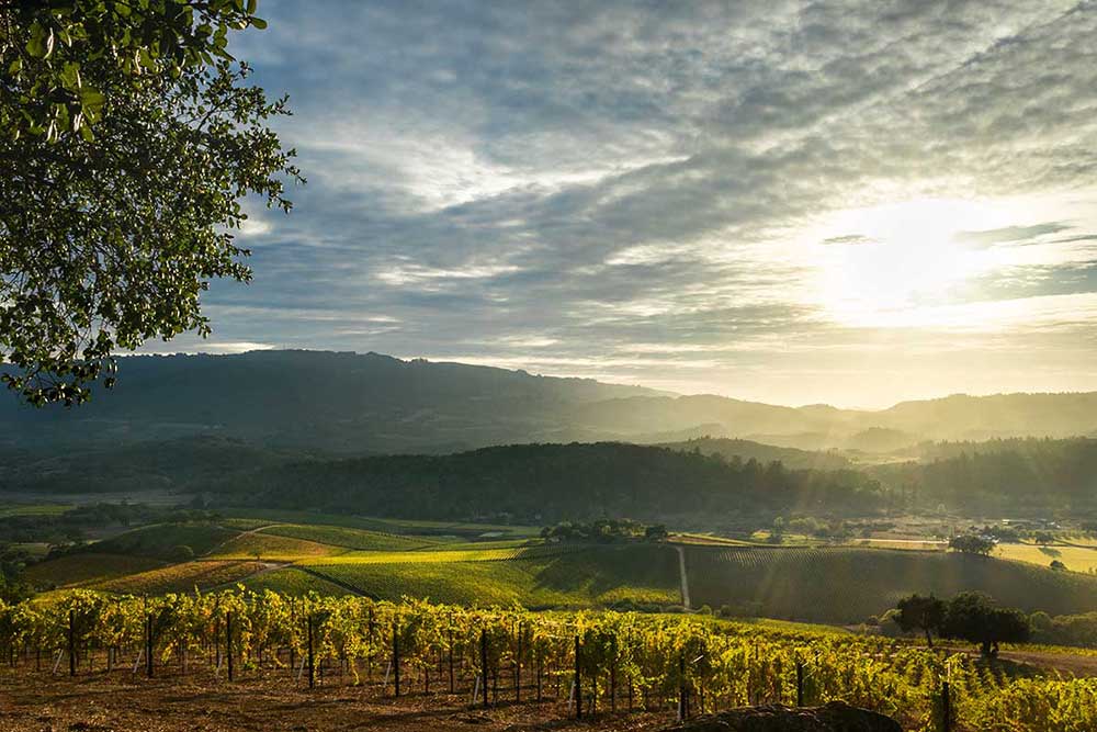 Wine Country Biking