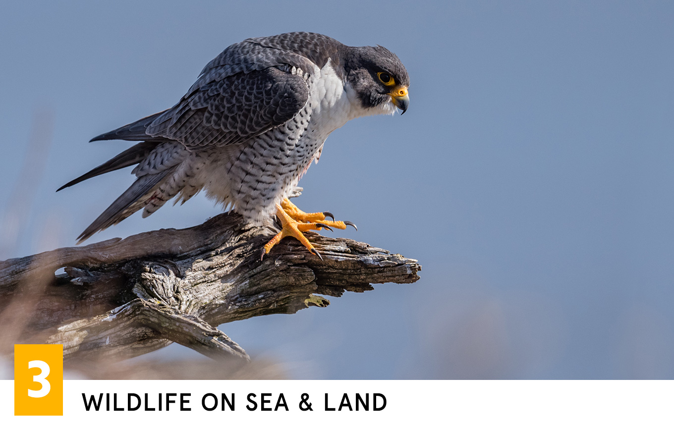 Wildlife on Sea &amp; Land