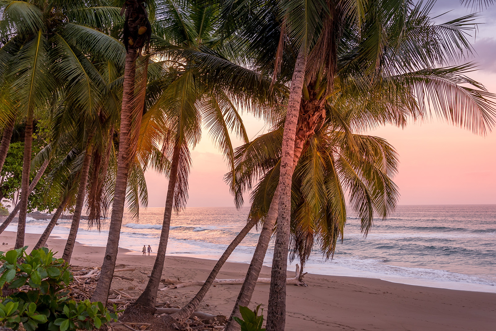 Palm Trees Walking on Beach During Sunset