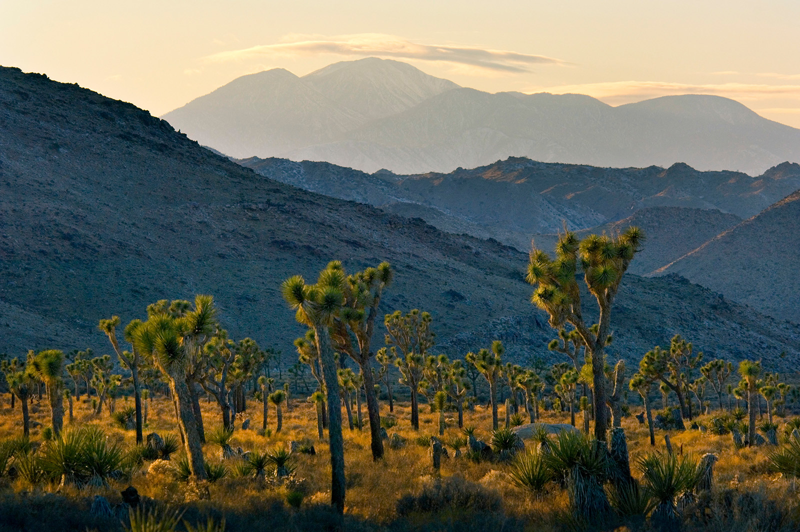 Field of Yucca trees, mountain range in background.