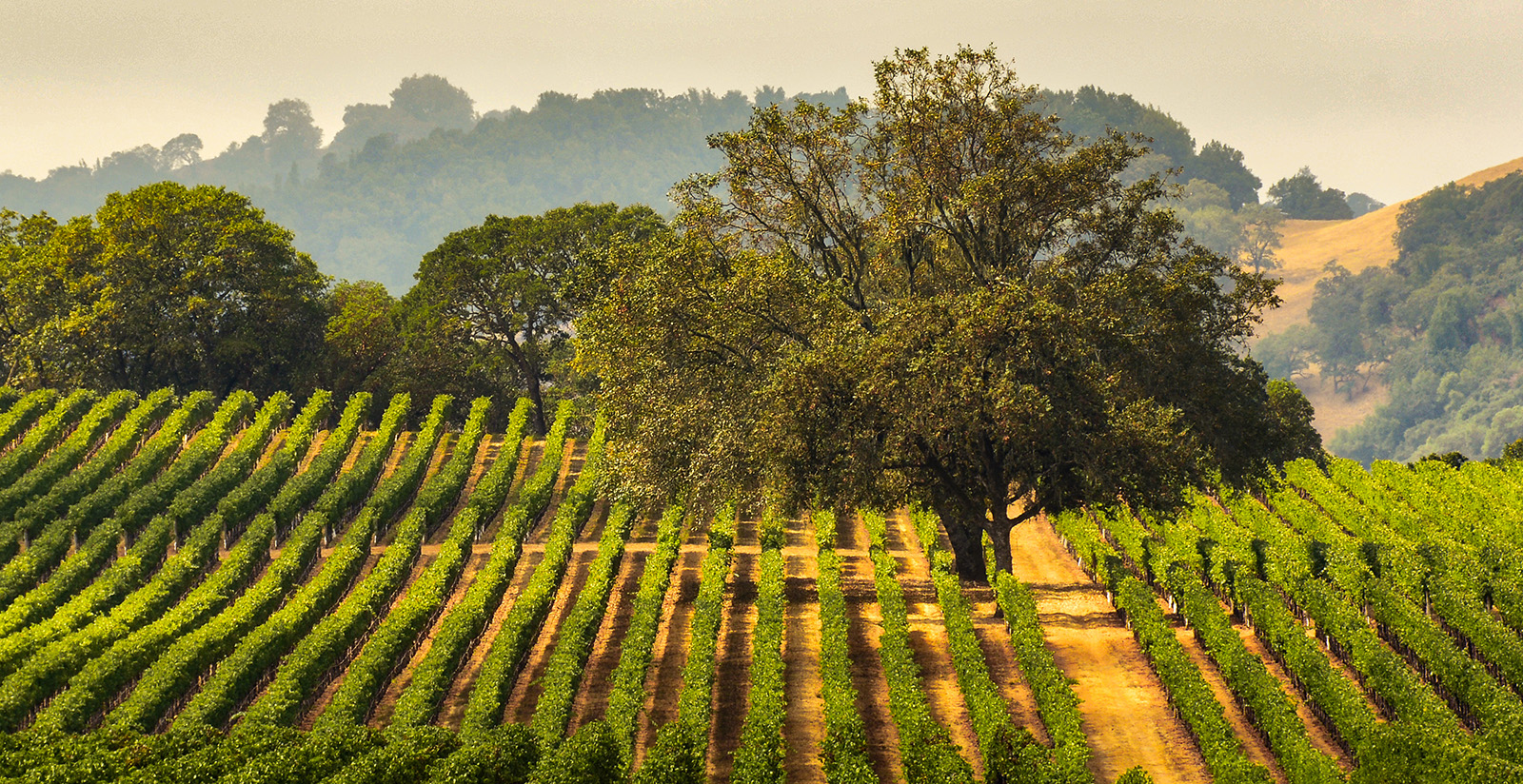 Wide shot of vineyard, large tree in center, hills in distance.