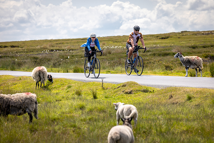 two cyclists ride by sheep