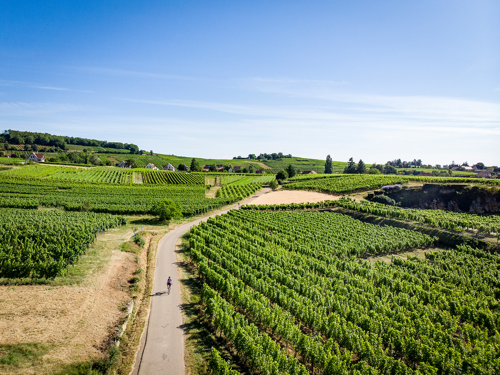 Dirt path along a green vineyard