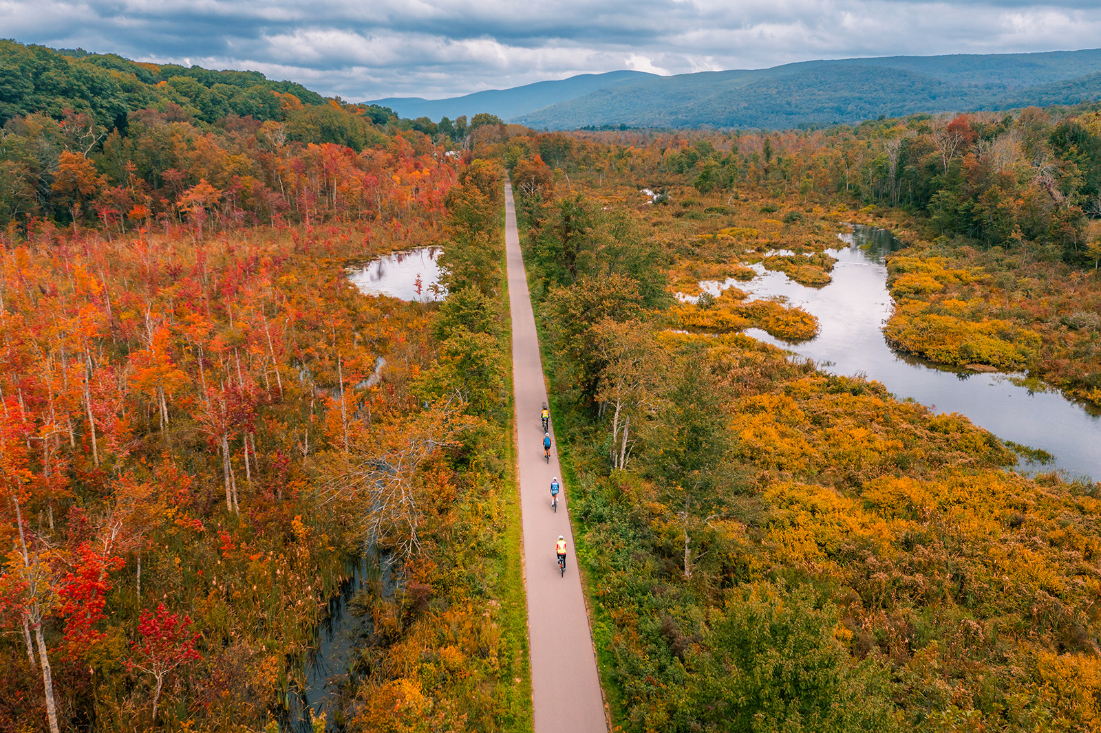 Aerial shot of foliage and a road