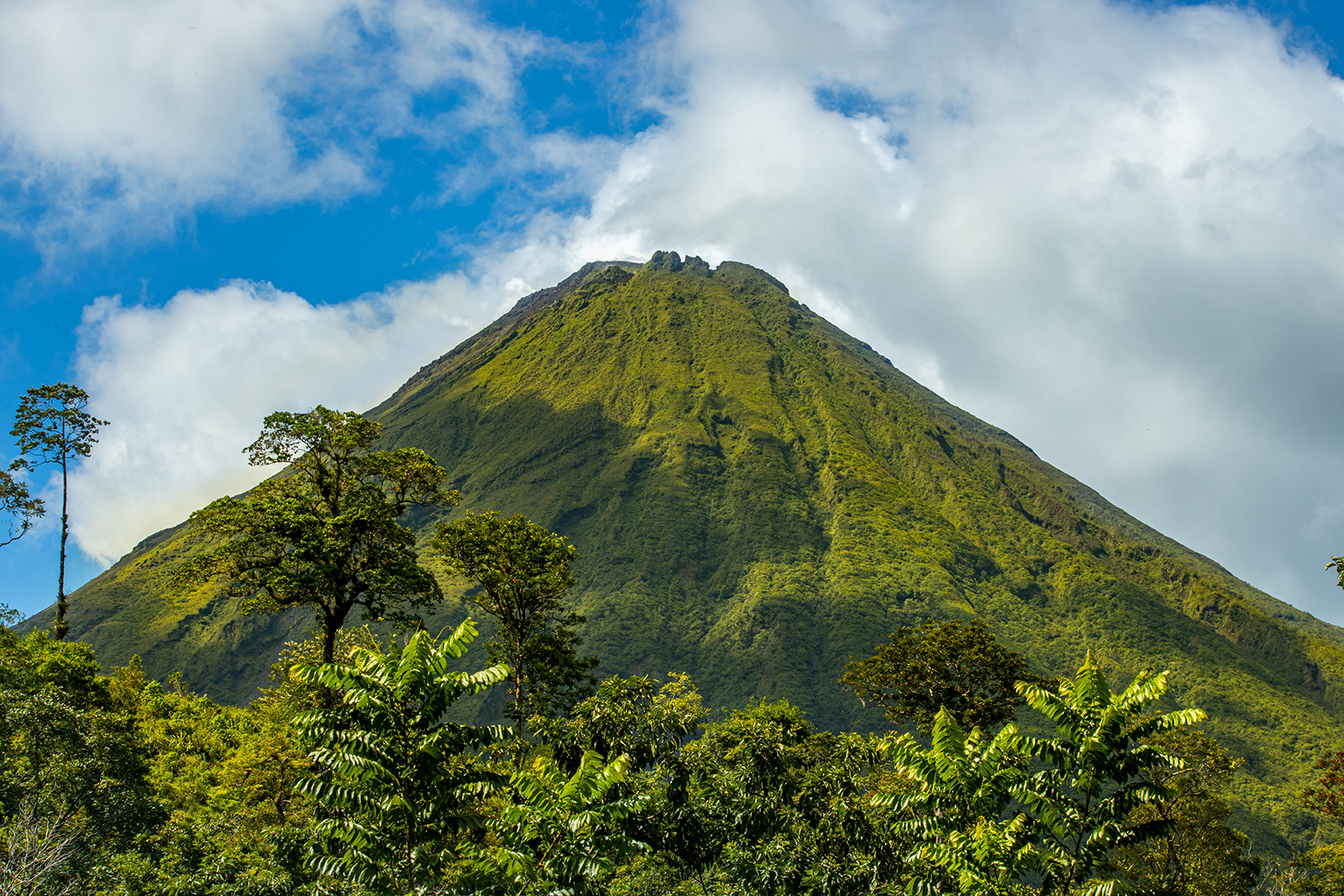 Tall hill covered in grass, with trees on the ground level