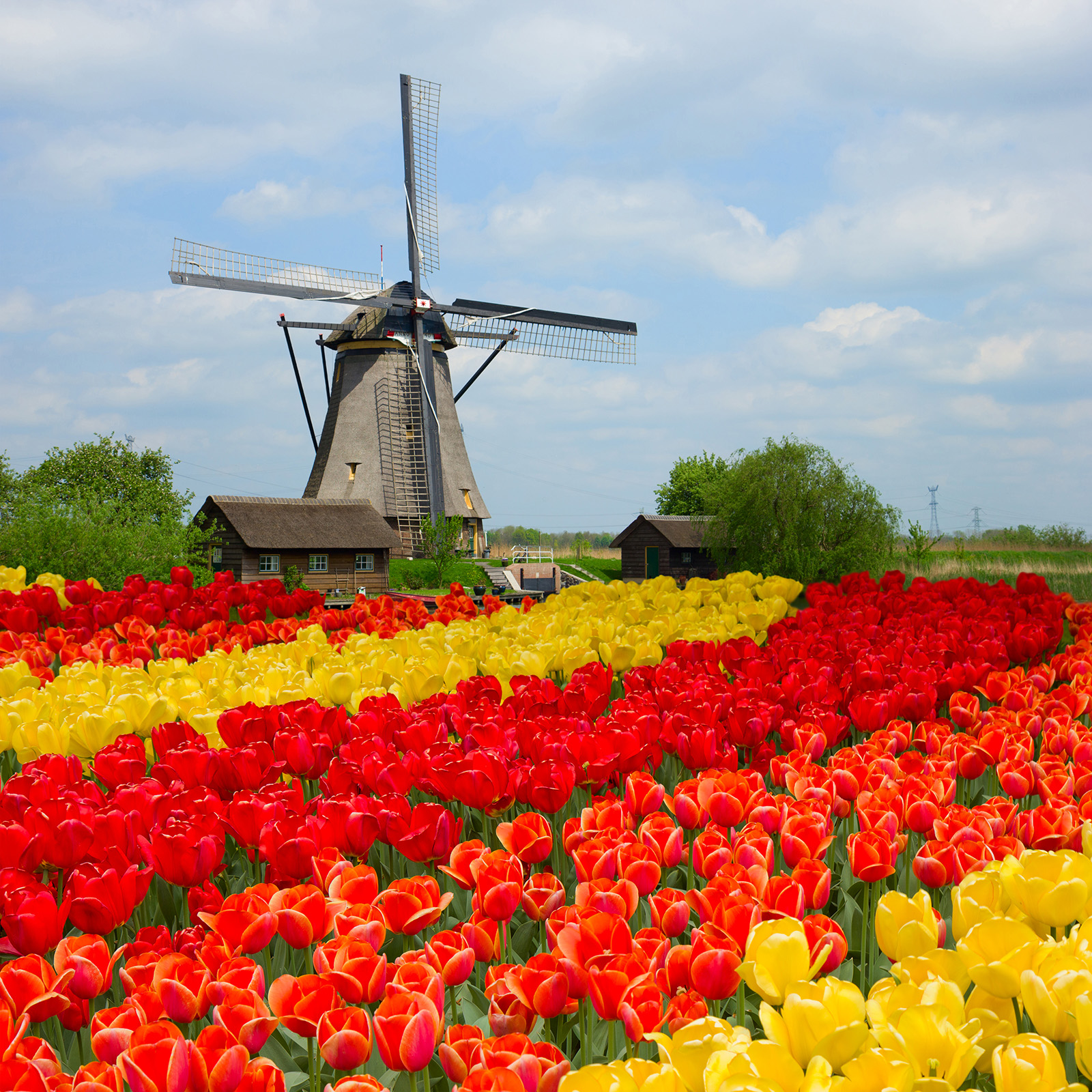 Windmill the in center of a field of red and yellow flowers