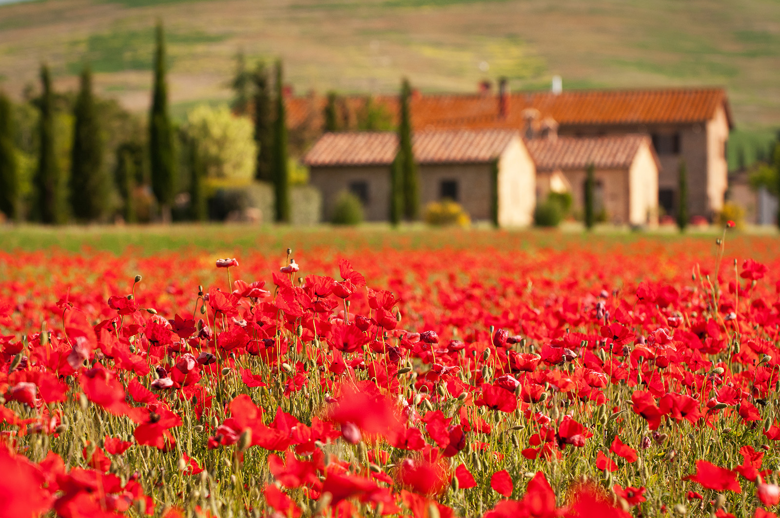 Field of red flowers with brown and tan buildings in the blurred distance