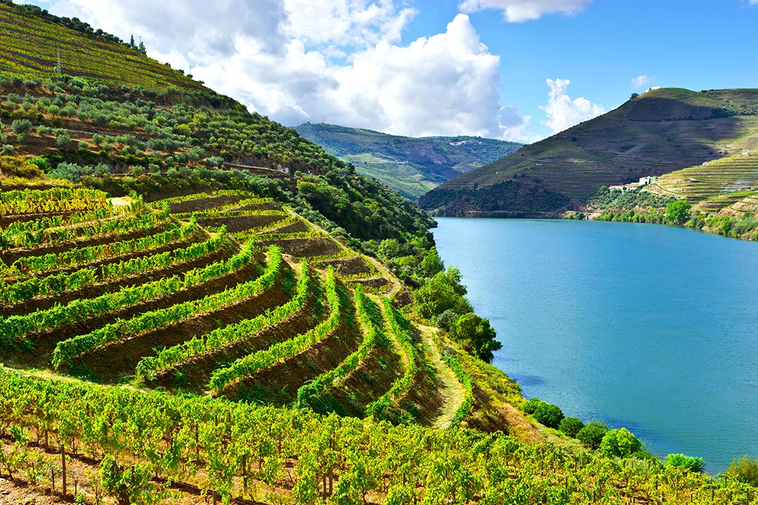 Hillside full of rows of crops, with a blue lake in the center