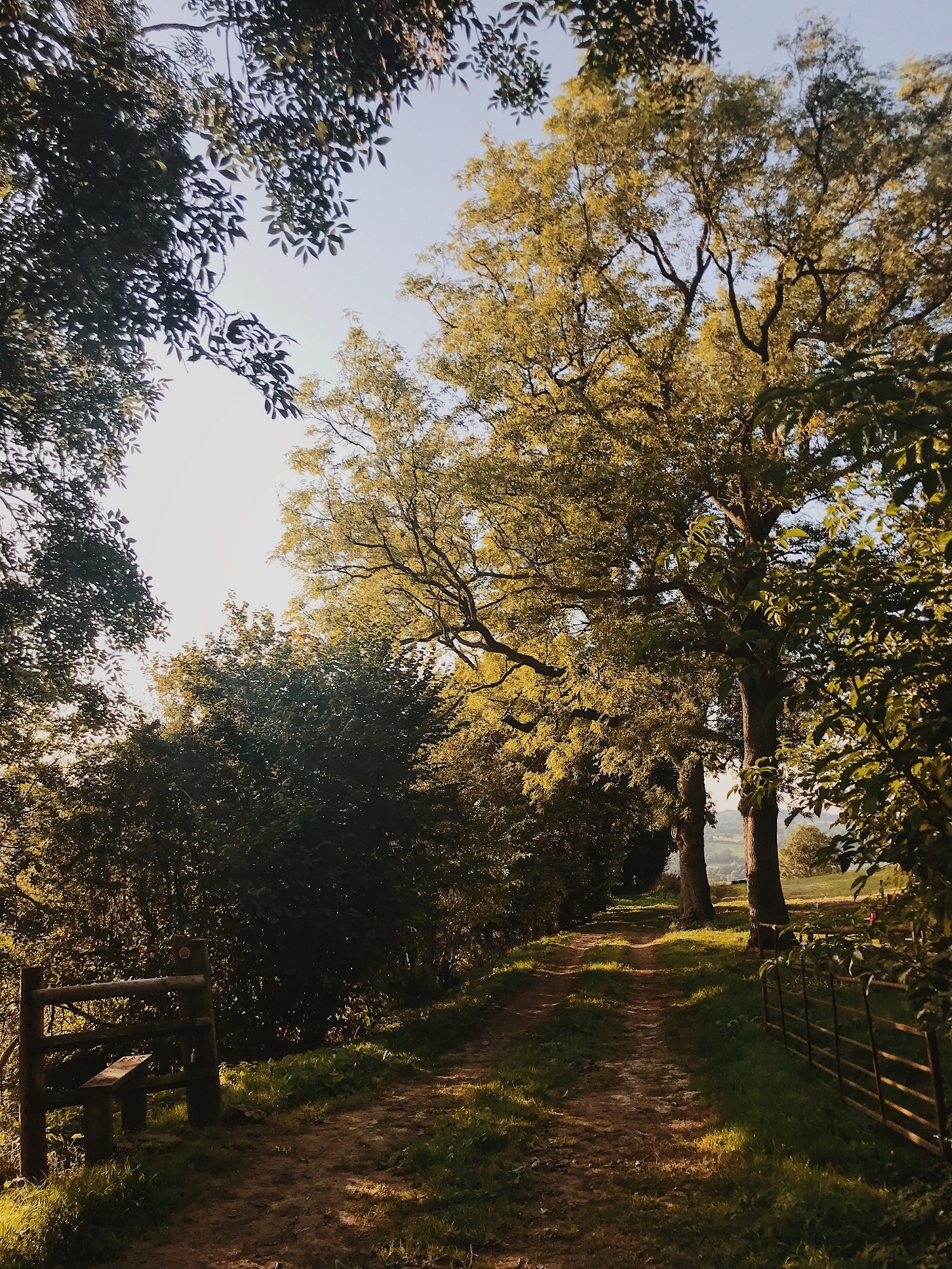 Trees in a valley