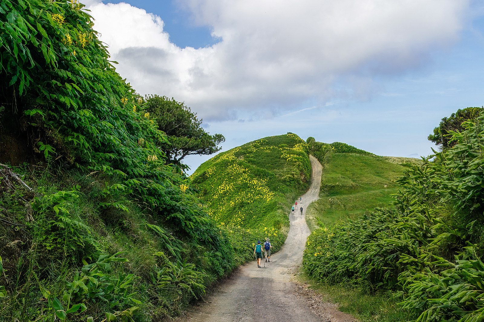 Winding road down a tree lined path