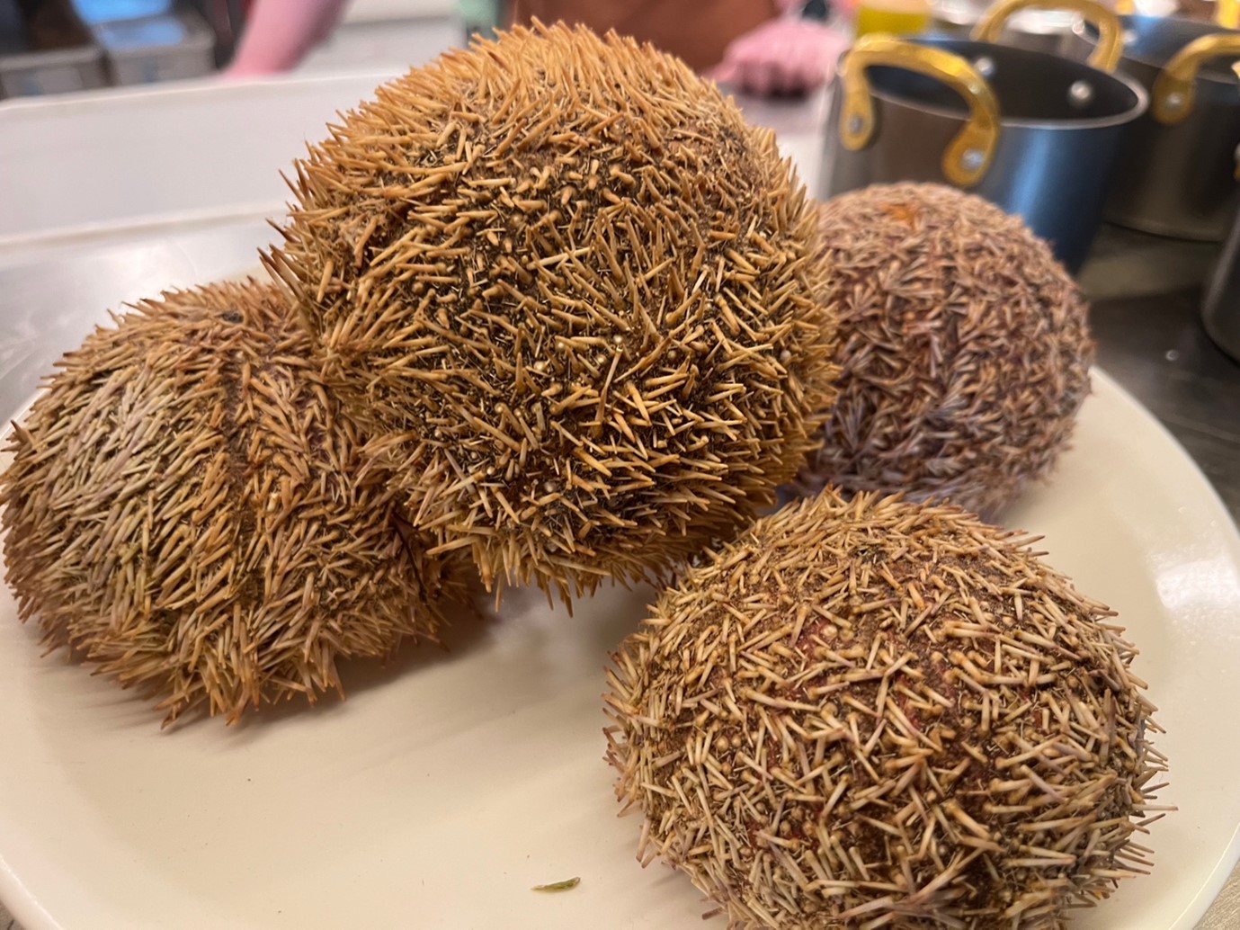 Fried ball of meat with grains surrounding it