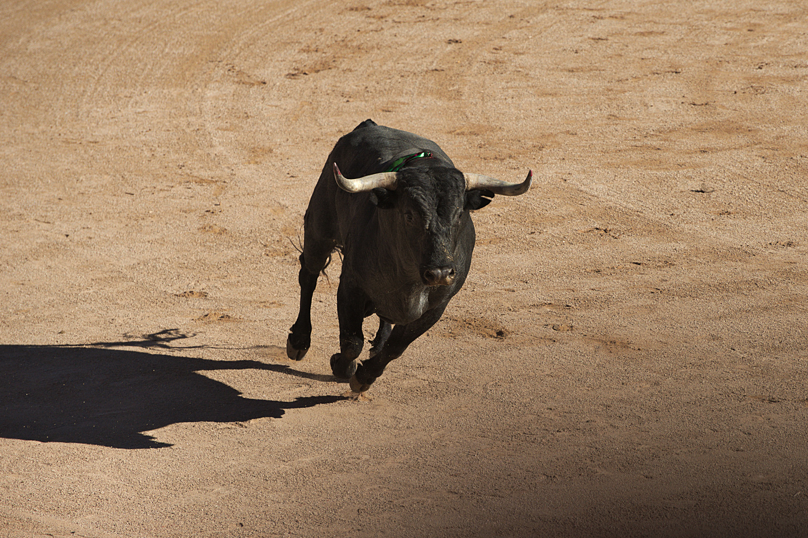 Bull running through a dirt path