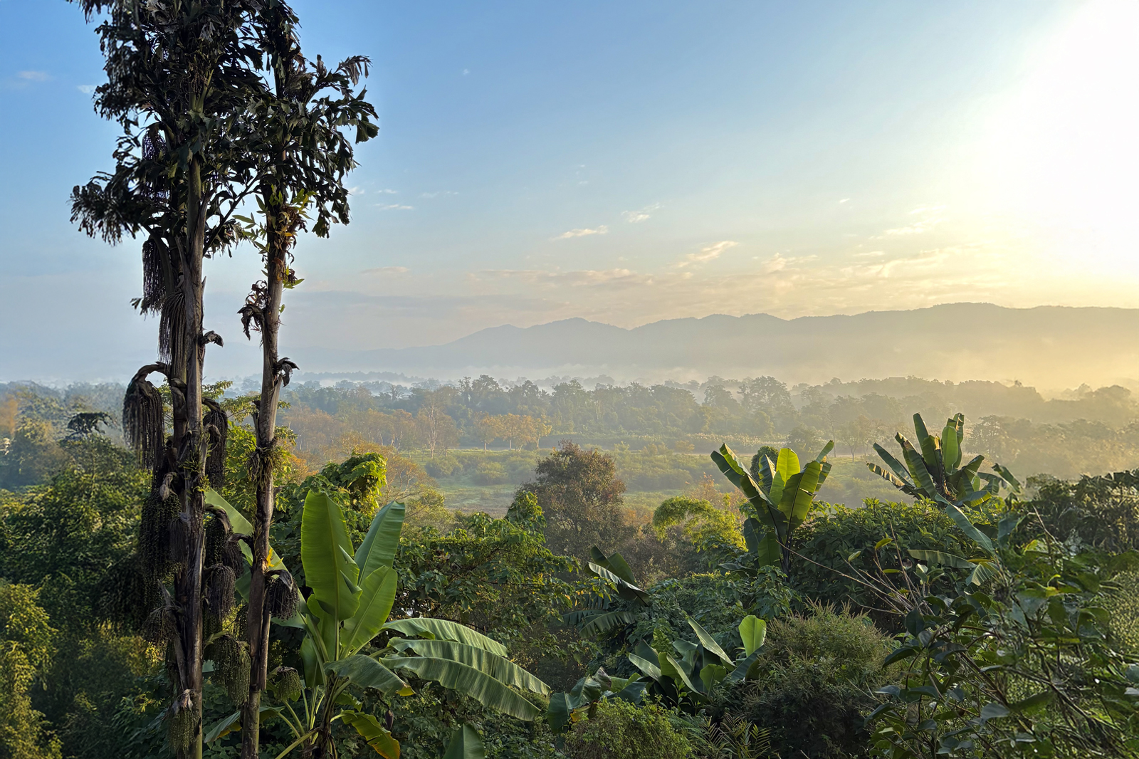 Jungle top view with mountains in the distance