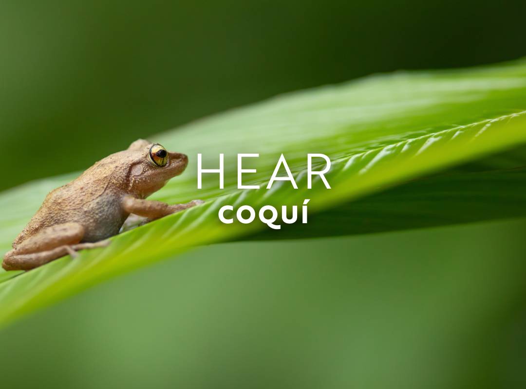 In June, hear the calls of the male coqu&iacute; frog on Hawaii&rsquo;s Big Island.