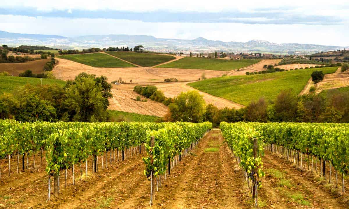 Tuscany Vineyard