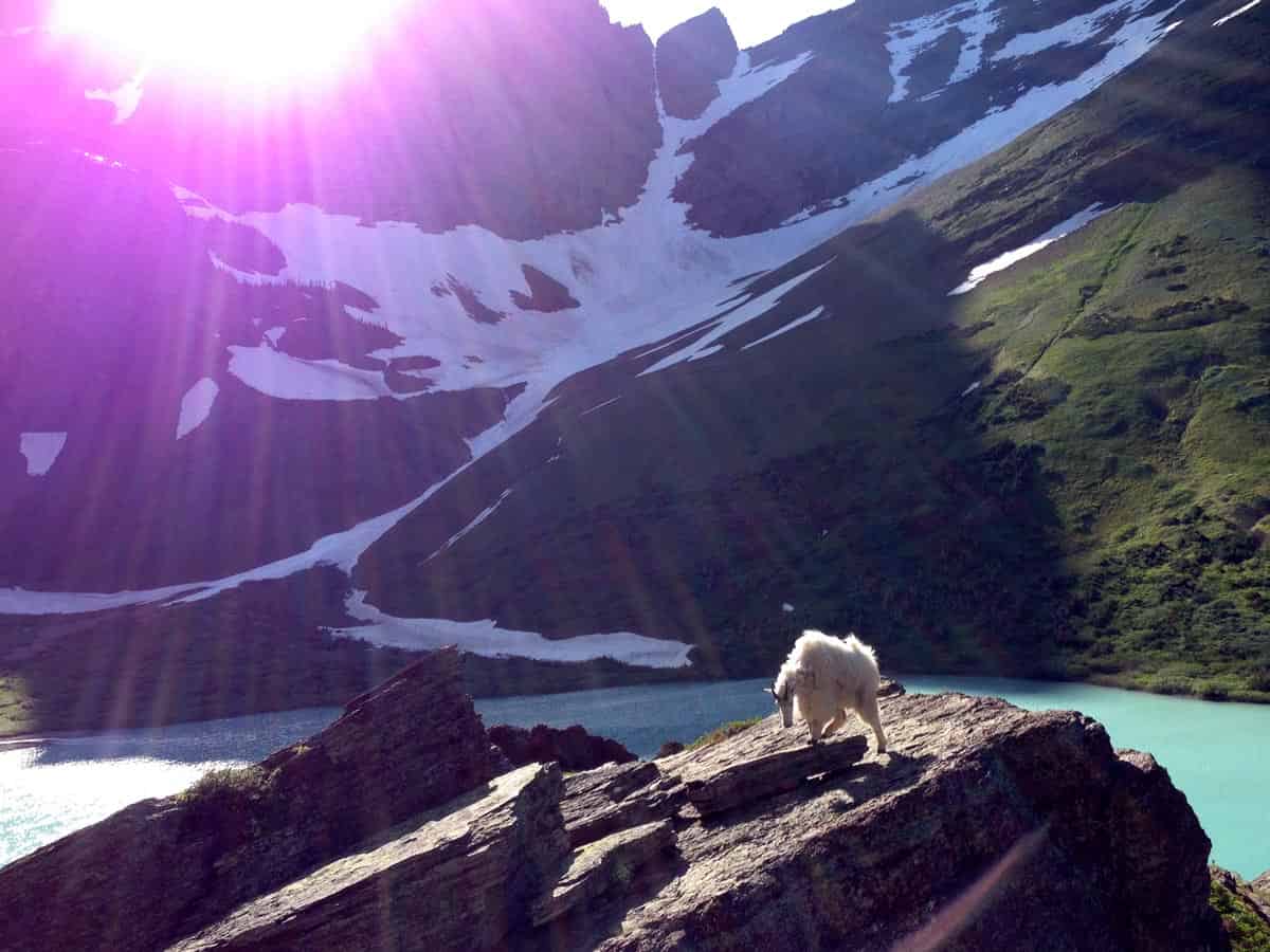 Mountain goat by a turquoise lake in Glacier National Park
