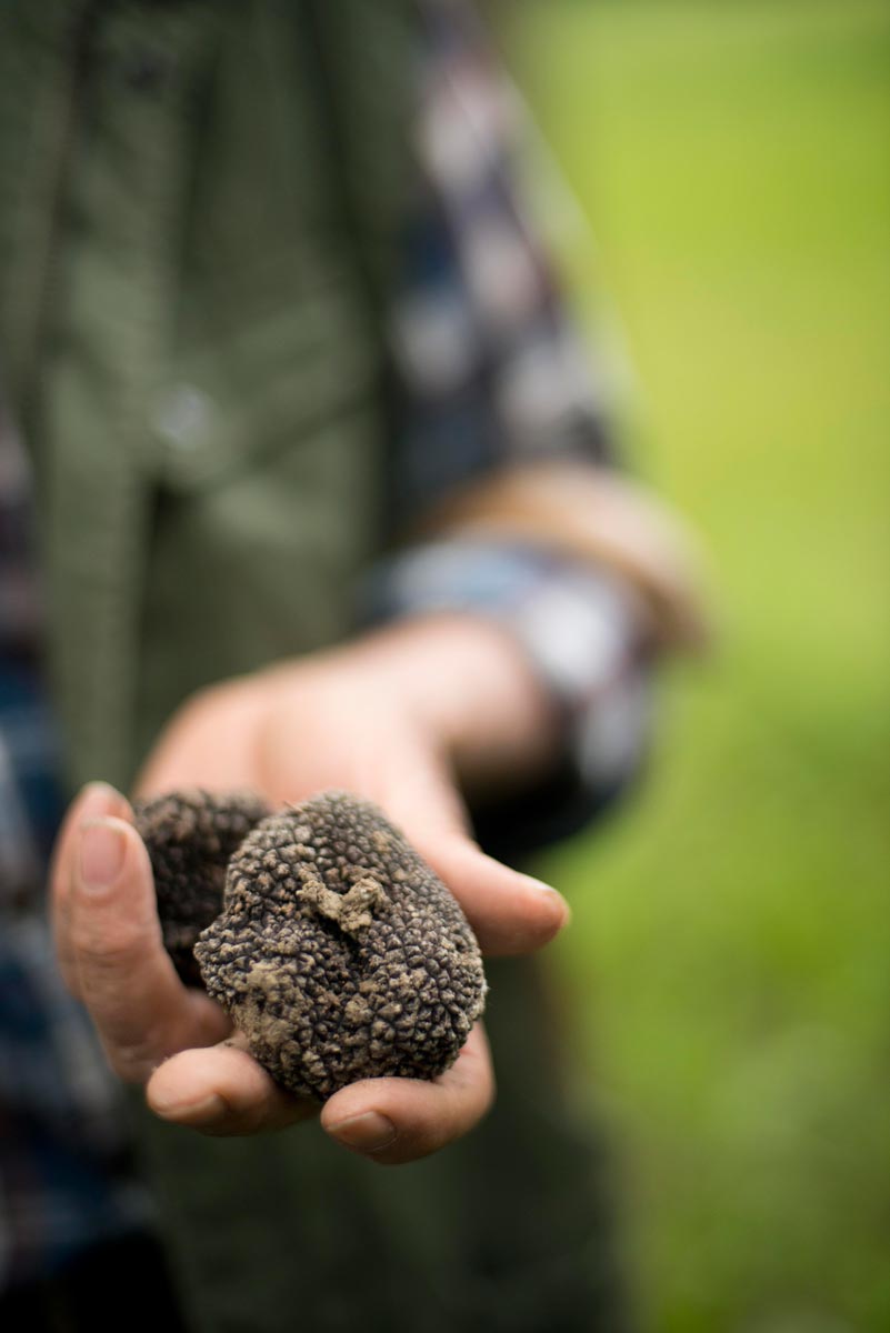 Black Truffles
