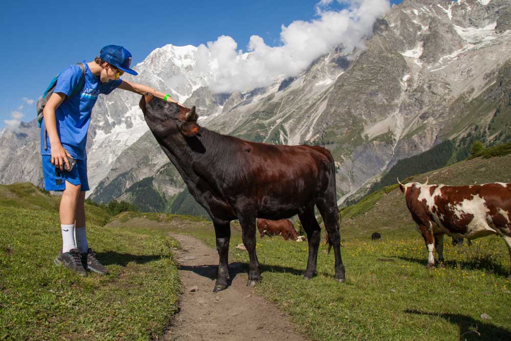 Petting a cow in the Alps