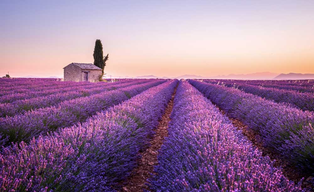 Lavender in Provence