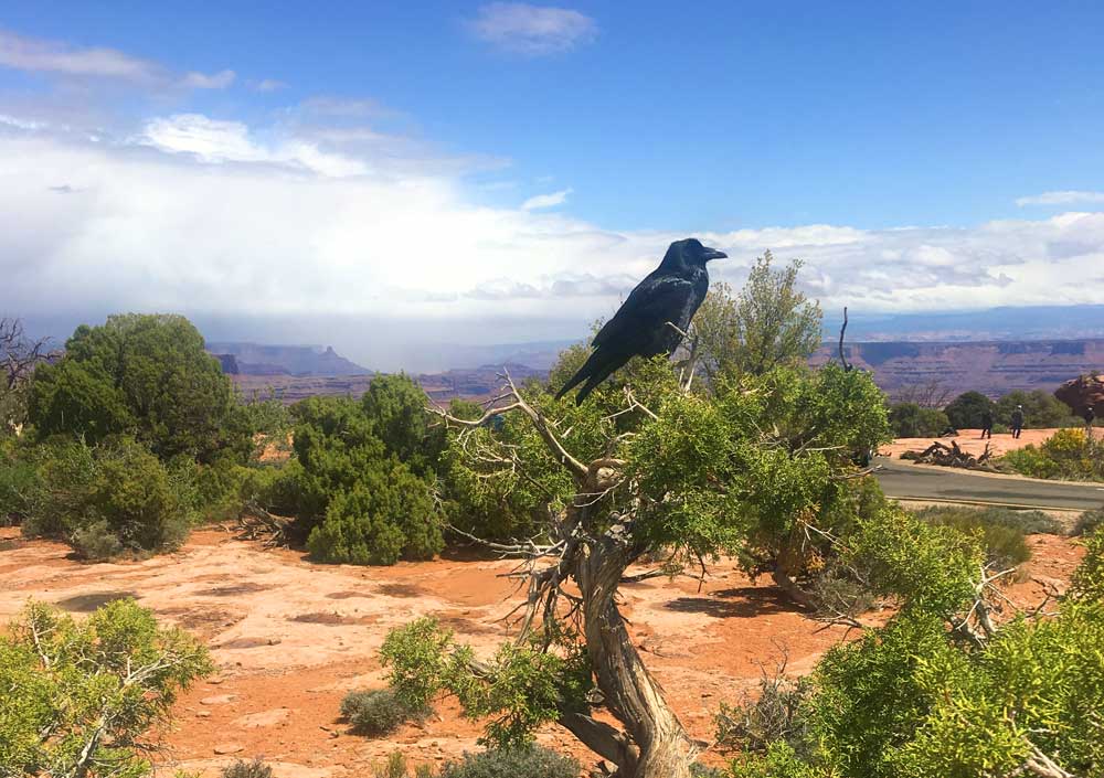 Bird in the Desert