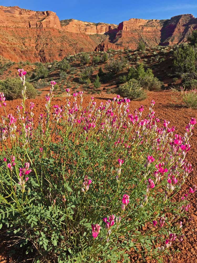 Spring Flowers, Richardson Amphitheatre