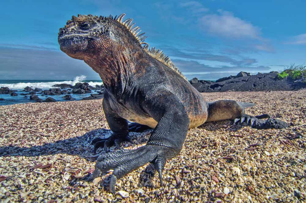 Ecuador's Marine Iguana