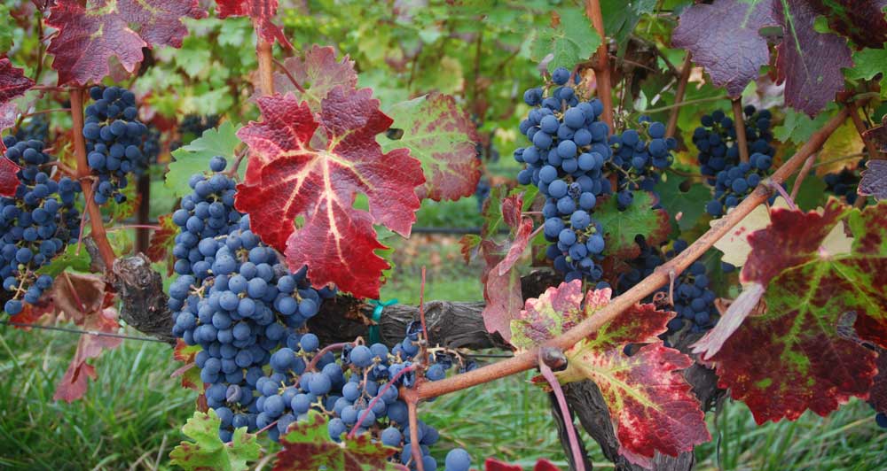 Grapes on a vine in California Wine Country