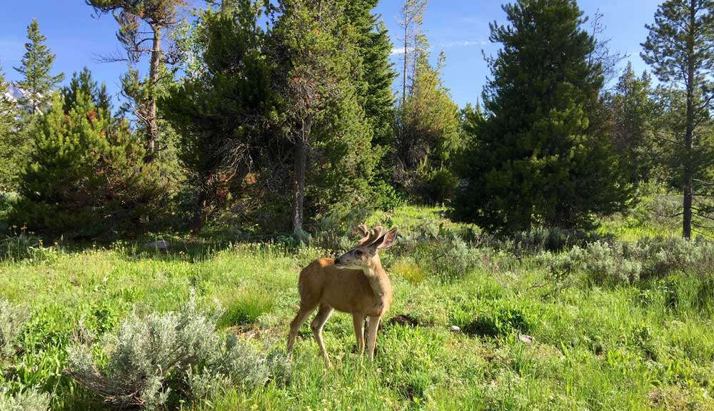 Derr in Yellowstone National Park