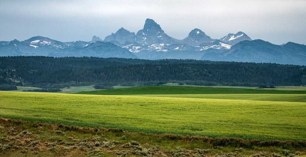 Tetons Meadow