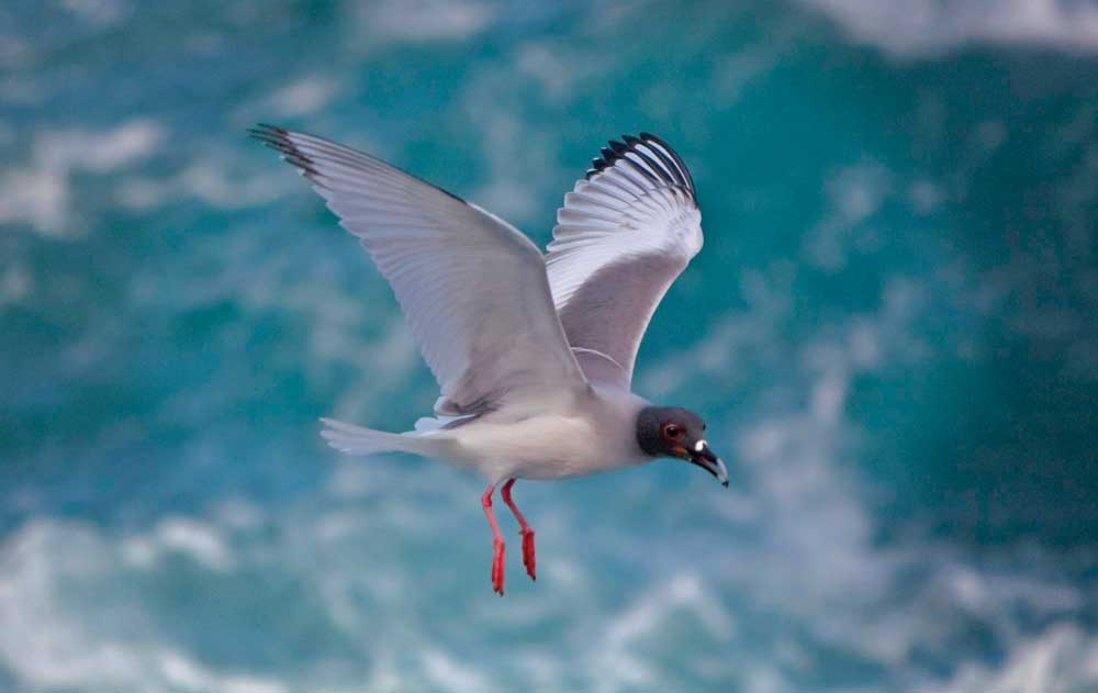 Bird Flying