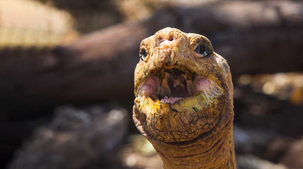 Tortoise Head