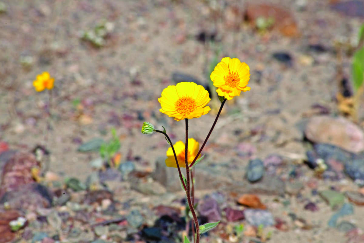 Desert flowers