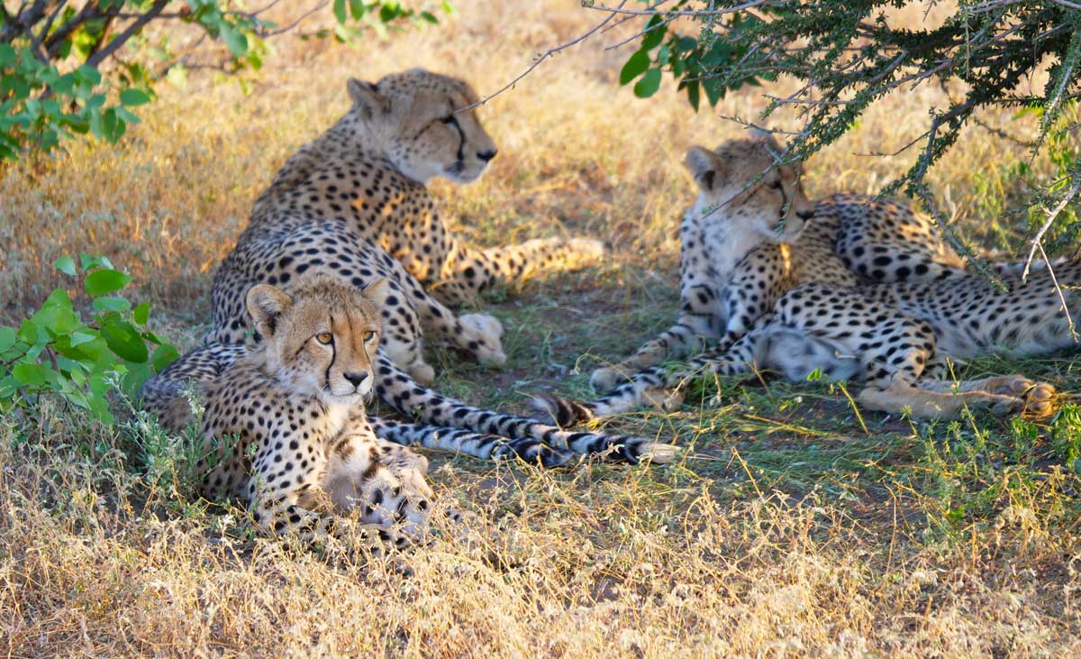 Cheetahs in South Africa