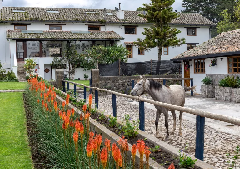 Outdoor patio with a horse and a white building in the background