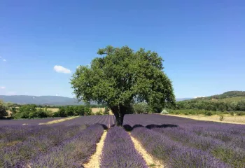 lavender field in provence france