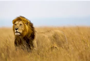 Safari South Africa