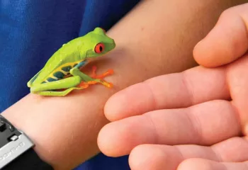 Costa Rican Frog
