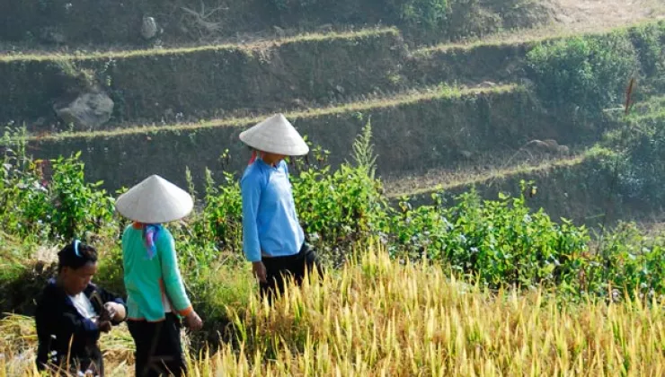 Vietnamese farmers