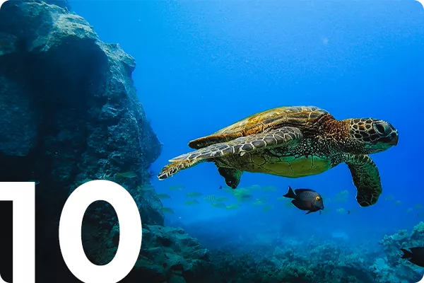 Turtle undersea 