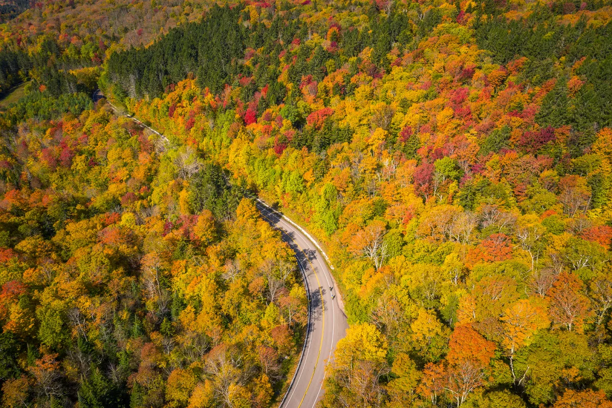 Fall foliage