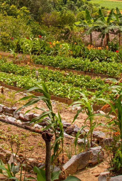 Picnic bench with group of people eating nearby a farming garden