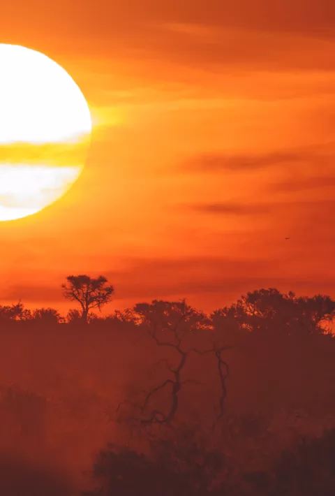 Sunset over the savannah in Africa