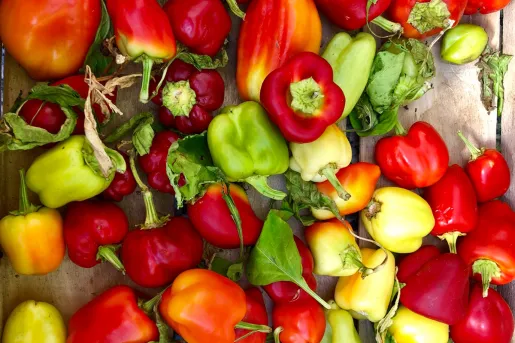 Shot of different varieties of bell peppers.