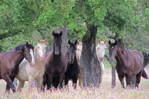 Pack of multi-colored horses in meadow under tree.