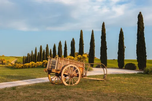 Wide shot o0f small wooden wheelbarrow, tree lined road.