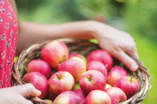 Shot of person carrying bushel of apples.