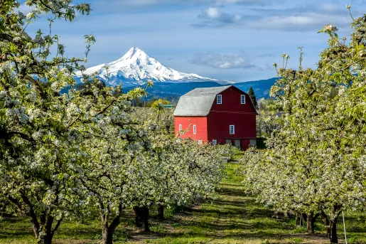 Pear orchard with red farm house, Mount Hood in background.