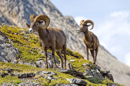 Close-up of two Bighorns, walking on mountainside. 