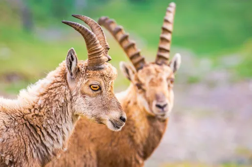 Close-up of two Alpine Ibex.